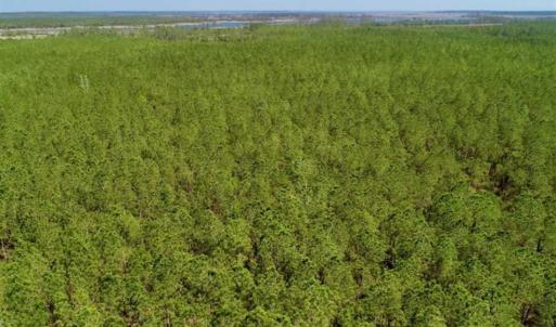 Photo of SOLD!!  50.29  Acres of Hunting Land for Sale in Pamlico County NC!