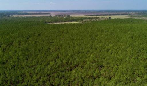 Photo of SOLD!!  50.29  Acres of Hunting Land for Sale in Pamlico County NC!