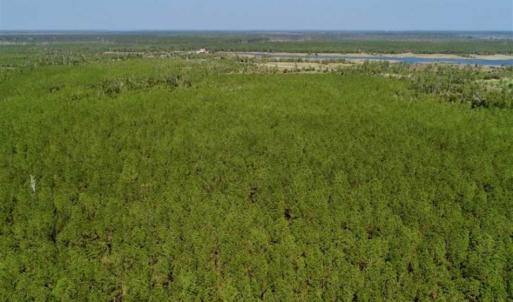 Photo of SOLD!!  50.29  Acres of Hunting Land for Sale in Pamlico County NC!