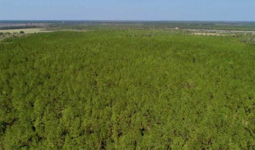 Photo of SOLD!!  50.29  Acres of Hunting Land for Sale in Pamlico County NC!
