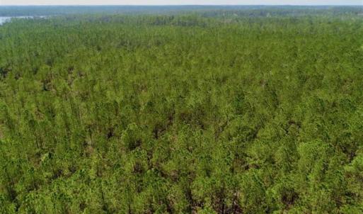 Photo of SOLD!!  50.29  Acres of Hunting Land for Sale in Pamlico County NC!