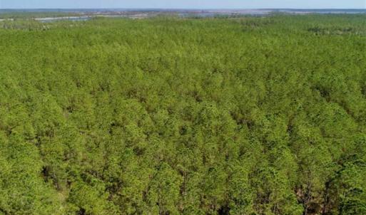Photo of SOLD!!  50.29  Acres of Hunting Land for Sale in Pamlico County NC!