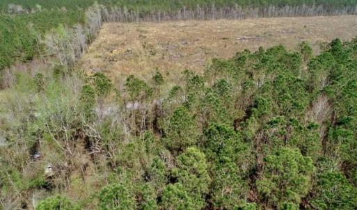 Photo #16 of SOLD property in Off Hummingbird Lane, Bayboro, NC 22.9 acres