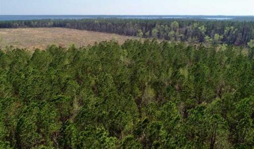 Photo #18 of SOLD property in Off Hummingbird Lane, Bayboro, NC 22.9 acres