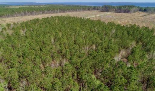 Photo #27 of SOLD property in Off Hummingbird Lane, Bayboro, NC 22.9 acres