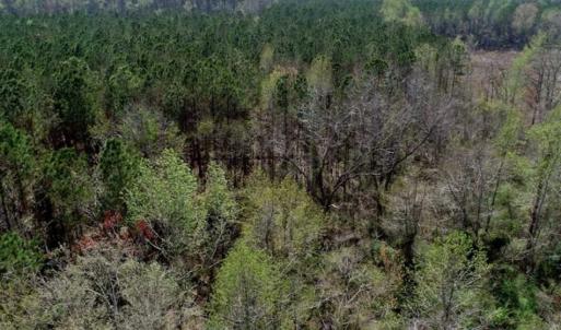 Photo #13 of SOLD property in Off Hummingbird Lane, Bayboro, NC 22.9 acres