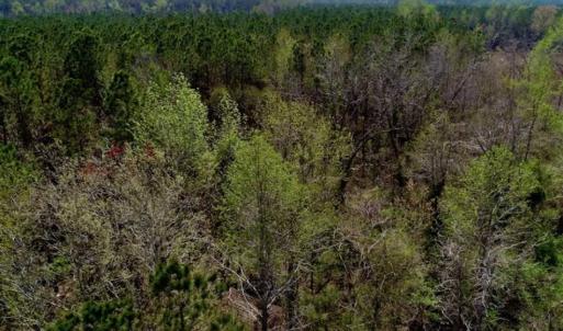 Photo #12 of SOLD property in Off Hummingbird Lane, Bayboro, NC 22.9 acres
