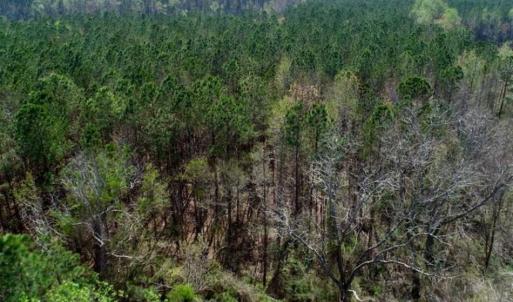 Photo #14 of SOLD property in Off Hummingbird Lane, Bayboro, NC 22.9 acres