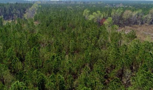 Photo #15 of SOLD property in Off Hummingbird Lane, Bayboro, NC 22.9 acres