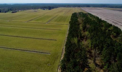 Photo of SOLD!!  218 Acres of Farm and Timber Land in Pamlico County NC!