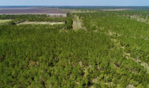 Photo of SOLD!!  218 Acres of Farm and Timber Land in Pamlico County NC!