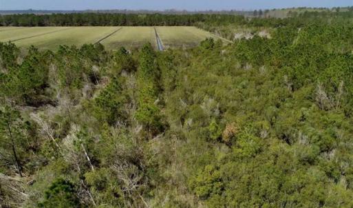 Photo of SOLD!!  218 Acres of Farm and Timber Land in Pamlico County NC!