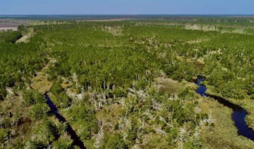 Photo of SOLD!!  218 Acres of Farm and Timber Land in Pamlico County NC!
