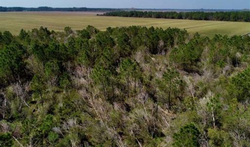 Photo of SOLD!!  218 Acres of Farm and Timber Land in Pamlico County NC!