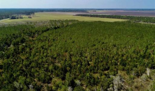 Photo of SOLD!!  218 Acres of Farm and Timber Land in Pamlico County NC!