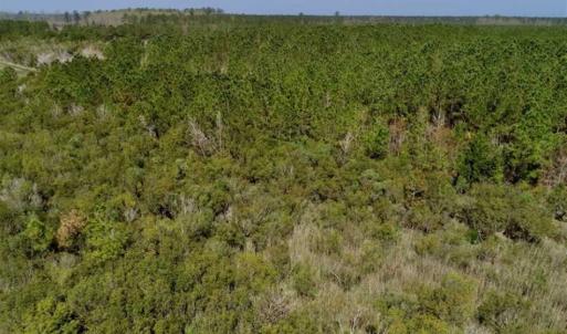 Photo of SOLD!!  218 Acres of Farm and Timber Land in Pamlico County NC!