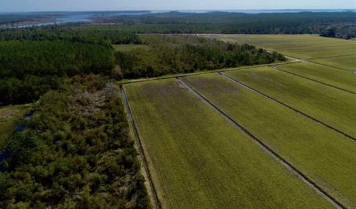 Photo of SOLD!!  218 Acres of Farm and Timber Land in Pamlico County NC!