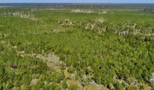 Photo of SOLD!!  218 Acres of Farm and Timber Land in Pamlico County NC!