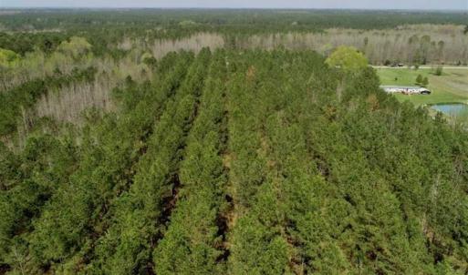 Photo of SOLD!!  19.5 Acres of Hunting and Timber Land for Sale in Halifax County NC!