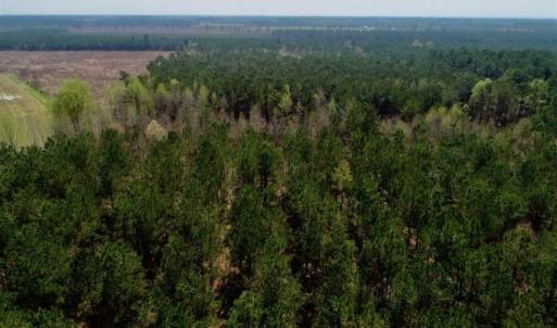 Photo of SOLD!!  19.5 Acres of Hunting and Timber Land for Sale in Halifax County NC!