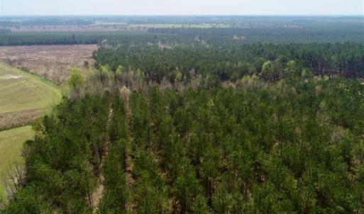 Photo of SOLD!!  19.5 Acres of Hunting and Timber Land for Sale in Halifax County NC!