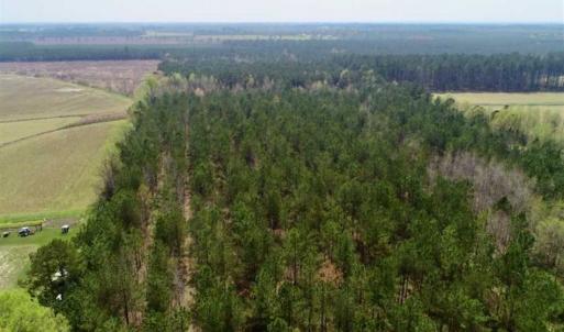 Photo of SOLD!!  19.5 Acres of Hunting and Timber Land for Sale in Halifax County NC!