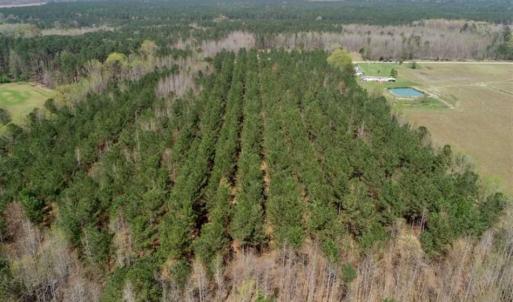 Photo of SOLD!!  19.5 Acres of Hunting and Timber Land for Sale in Halifax County NC!