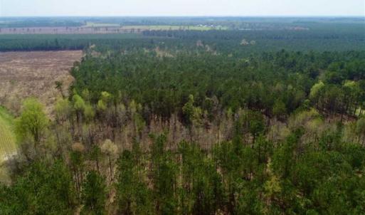 Photo of SOLD!!  19.5 Acres of Hunting and Timber Land for Sale in Halifax County NC!