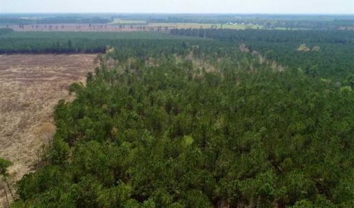 Photo of SOLD!!  19.5 Acres of Hunting and Timber Land for Sale in Halifax County NC!