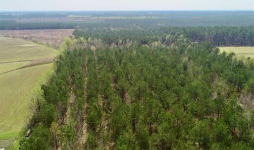 Photo of SOLD!!  19.5 Acres of Hunting and Timber Land for Sale in Halifax County NC!