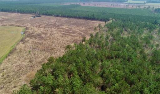 Photo of SOLD!!  19.5 Acres of Hunting and Timber Land for Sale in Halifax County NC!