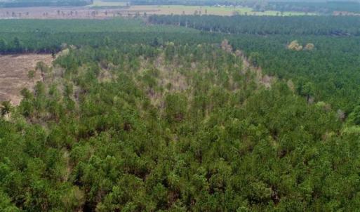 Photo of SOLD!!  19.5 Acres of Hunting and Timber Land for Sale in Halifax County NC!