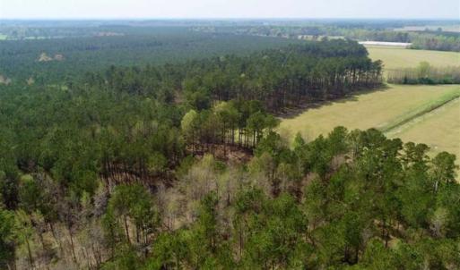 Photo of SOLD!!  19.5 Acres of Hunting and Timber Land for Sale in Halifax County NC!