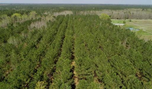 Photo of SOLD!!  19.5 Acres of Hunting and Timber Land for Sale in Halifax County NC!