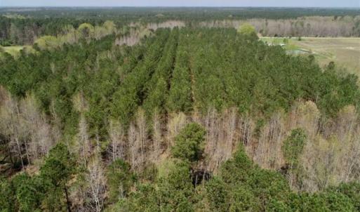Photo of SOLD!!  19.5 Acres of Hunting and Timber Land for Sale in Halifax County NC!