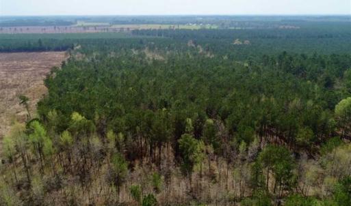 Photo of SOLD!!  19.5 Acres of Hunting and Timber Land for Sale in Halifax County NC!