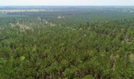 Photo of SOLD!!  19.5 Acres of Hunting and Timber Land for Sale in Halifax County NC!