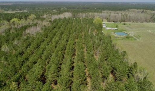 Photo of SOLD!!  19.5 Acres of Hunting and Timber Land for Sale in Halifax County NC!