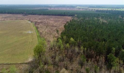 Photo of SOLD!!  19.5 Acres of Hunting and Timber Land for Sale in Halifax County NC!