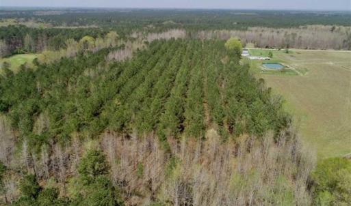 Photo of SOLD!!  19.5 Acres of Hunting and Timber Land for Sale in Halifax County NC!