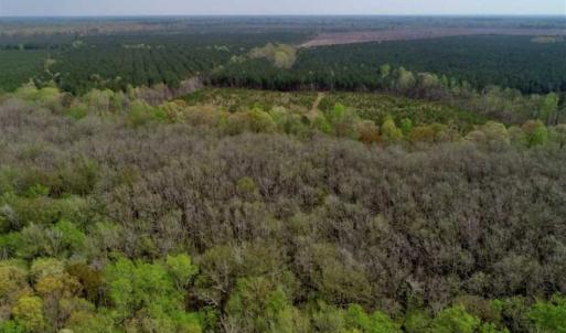 Photo of REDUCED! 49 Acres of Farm and Timber Land For Sale in Halifax County NC!