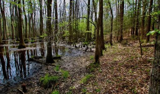 Photo of REDUCED! 49 Acres of Farm and Timber Land For Sale in Halifax County NC!