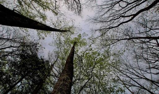 Photo of REDUCED! 49 Acres of Farm and Timber Land For Sale in Halifax County NC!