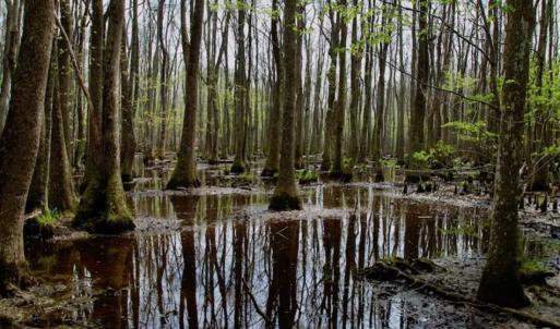 Photo of REDUCED! 49 Acres of Farm and Timber Land For Sale in Halifax County NC!