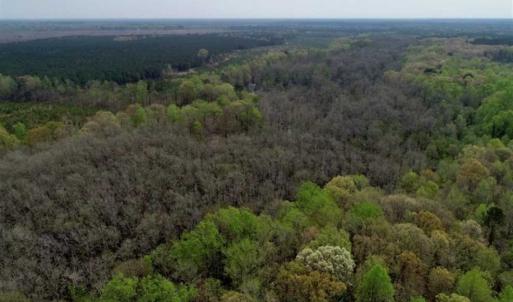 Photo of REDUCED! 49 Acres of Farm and Timber Land For Sale in Halifax County NC!