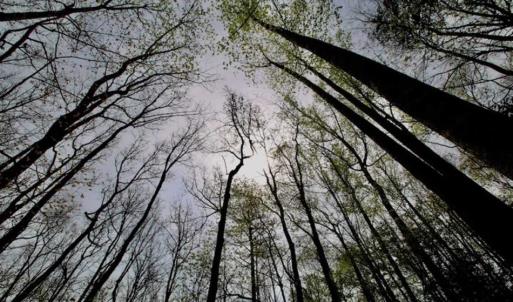 Photo of REDUCED! 49 Acres of Farm and Timber Land For Sale in Halifax County NC!