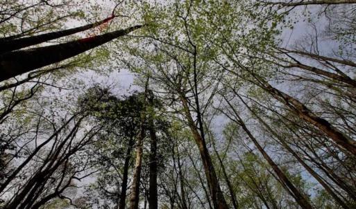 Photo of REDUCED! 49 Acres of Farm and Timber Land For Sale in Halifax County NC!