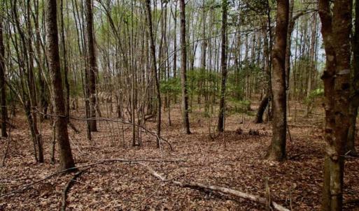 Photo of REDUCED! 49 Acres of Farm and Timber Land For Sale in Halifax County NC!