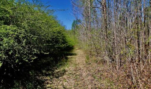 Photo of SOLD!!  36 Acres of  Timber Land For Sale in Pitt County NC!