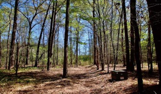 Photo of SOLD!!  36 Acres of  Timber Land For Sale in Pitt County NC!